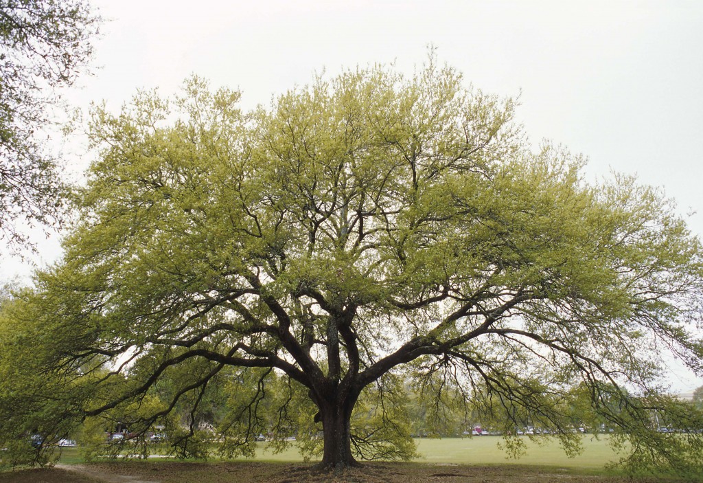 1439-oak-tree-layer-on-pg